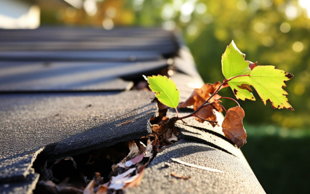 Protecting Your Roof: The Guide to Prevent Tree Damage